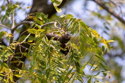 Mother sparks debate by asking couple to cut down trees over son’s nut allergies