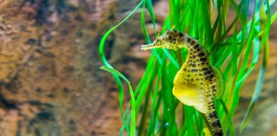 Seahorse fathers give birth in a unique way, new research shows