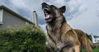 'I bought an air horn to shut my neighbour's dog up - it worked'