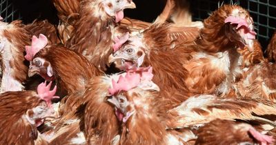 Food supplies 'under threat' amid fears of carbon dioxide shortage
