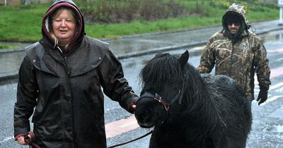 Pony therapy business hope as West Dunbartonshire council provide new site