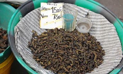 UK urges hunger-stricken African nations to farm insects