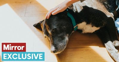 Expert reveals warning sign your dog has depression - and what causes it