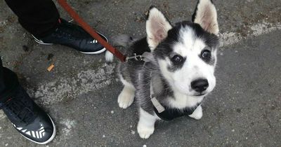 Man tries to swap his puppy for £400 bike on Facebook Marketplace