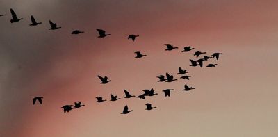 Birds migrate along ancient routes – here are the latest high-tech tools scientists are using to study their amazing journeys