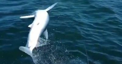 Terrifying moment world's fastest shark leaps out the sea and lands right on a fisherman