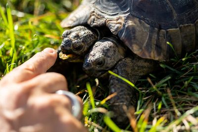 Double celebration: Two-headed tortoise Janus turns 25