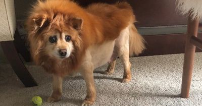 Woman cries with laughter after groomer gives her dog a 'monstrosity haircut'