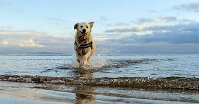 Ayrshire dog the face of new beach dog poo awareness campaign