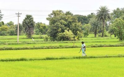 Paddy cultivation sees decline