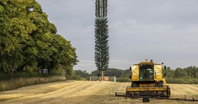 Phone mast disguised at tree blasted as 'giant toilet brush' by fuming locals