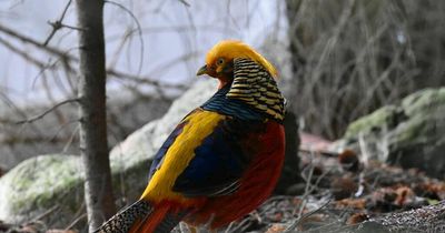 Photographer shocked to capture stunning photos of rare Golden Pheasant at Loch Ness