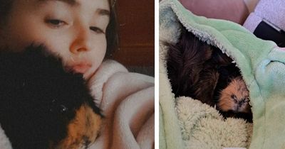 Irvine mum launches GoFundMe in bid to save beloved Guinea pig's life