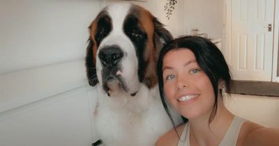 Edinburgh woman's huge 80kg dog runs into walls because he is afraid of vets