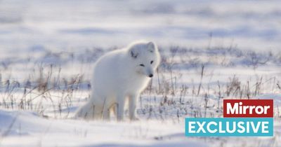 Beauty of animals that survive and thrive in snow and ice - from Arctic foxes to seals