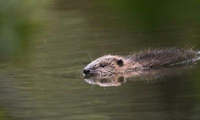 The Guardian view on beavers: a spur to hope for nature’s recovery