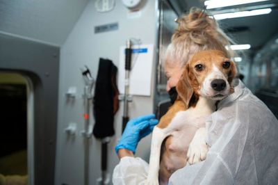 Last group of beagles taken from troubled breeding facility