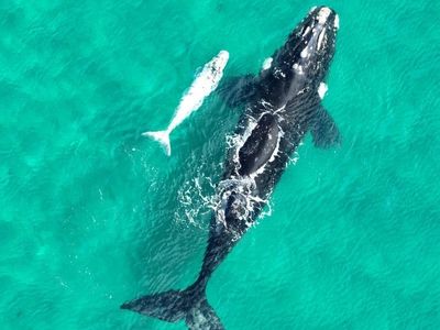 Endangered whale species have fewer calves