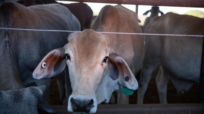 Lumpy skin disease could reach Australia before foot and mouth disease, with fears the threat is going unnoticed