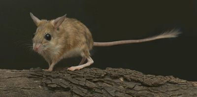 'Impressive rafting skills': the 8-million-year old origin story of how rodents colonised Australia