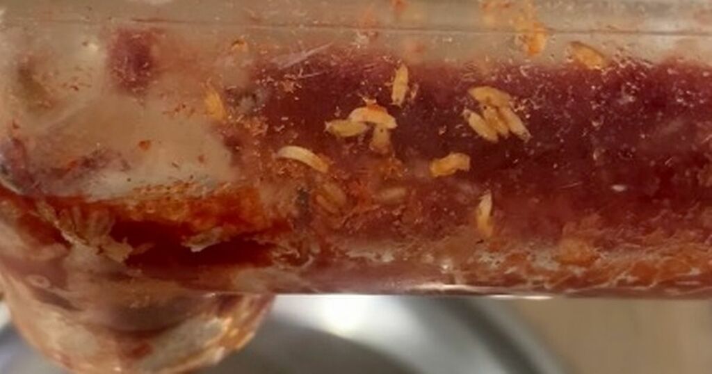 Stomach Churning Footage Shows Maggots Wriggling In…