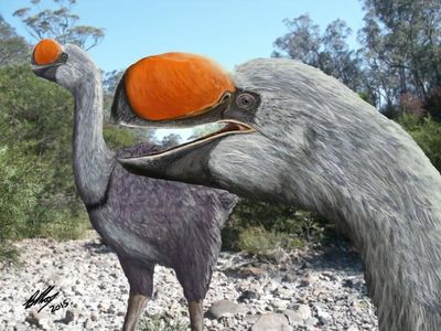 Thunderbirds too slow for changing climate