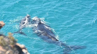 More southern right whales are returning to their original birthing grounds across Australia as population rebounds