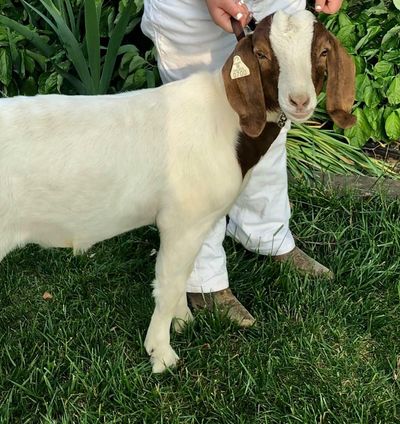 A girl wanted to keep the goat she raised for a county fair. They chose to kill it