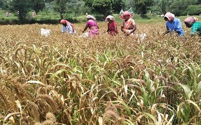 Millet food festivals in all anganwadis on every second Saturday
