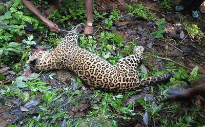 Villagers attack leopard to death in Kerala’s Idukki district