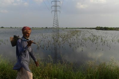 'We've gone back 50 years': Pakistan farmers count flood damage