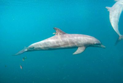 Rescued dolphins swim free from Indonesia sanctuary