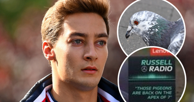 Fans react as George Russell has run-in with "brave" pigeons during Dutch GP practice