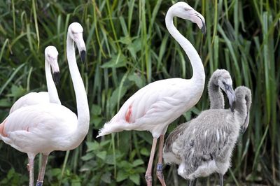 Married ‘next to butterflies and flamingos’: People recall Bristol Zoo memories