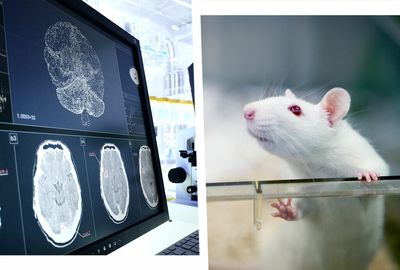 Are rats the key to an Alzheimer's cure?