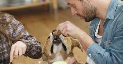 Woman cancels dinner date after boyfriend claims his dog thinks she's 'ugly'