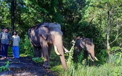 Kumki elephants reach Palappilly to keep away wild elephants