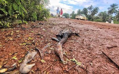 Environmentalists seek wider action for killing of cormorant nestlings in Malappuram