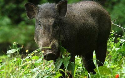 Shooters from Telangana for wild boars in Kodenchery