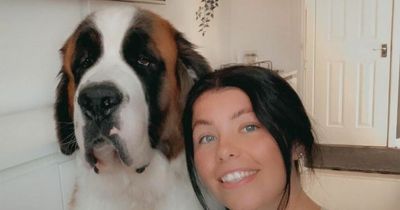 Scots dog owner shares how 80kg dog runs into walls after bad vet experience