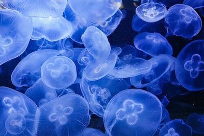 An uptick in jellyfish sightings is an eerie herald of climate change to come