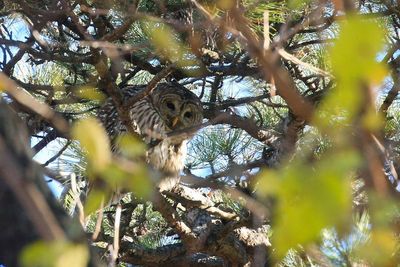 Aggressive owls seem to be terrorizing University of Richmond, bloodying students