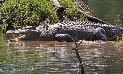 Queensland proposal to remove more large crocodiles could raise risk of attacks, experts warn