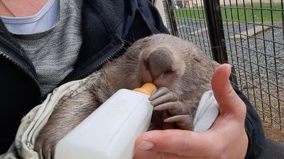 Marathon search to find wombat joey a show of volunteers' dedication to survival of species