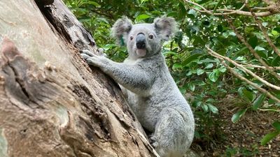 Koala population on St Bee's island draws scientists to study fluctuations in numbers