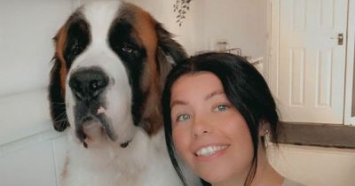 Enormous St Bernard dog runs into walls because he's so frightened of vets