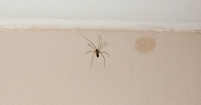 How to get rid of spiders from house including 'extremely repulsive' 50 cent trick