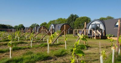 Plans submitted to turn Nottinghamshire vineyard into 'destination venue' to give families 'the countryside experience'