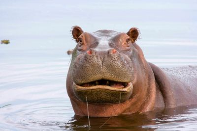 The true story of the Louisiana hippos