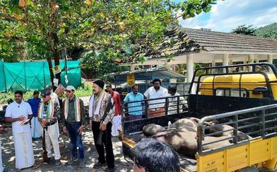 Culling of wild boars begins at Kodenchery